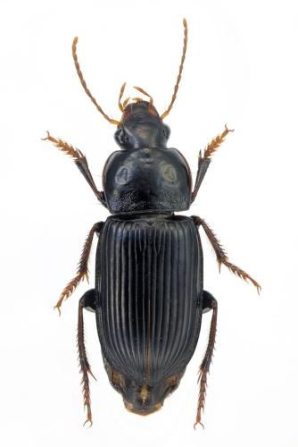 Pseudoophonus calceatus
